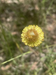 Coronidium scorpioides