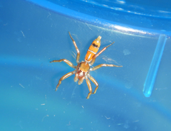 Cosmophasis bitaeniata