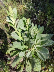 Verbascum thapsus