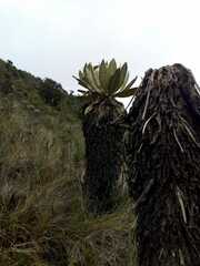 Espeletia hartwegiana