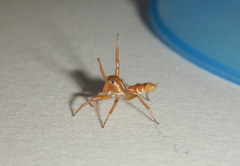 Cosmophasis bitaeniata