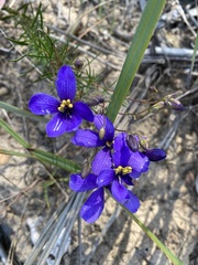 Cheiranthera linearis