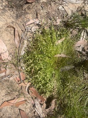 Cyperaceae