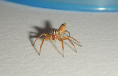 Cosmophasis bitaeniata