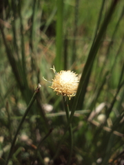 Eriocaulon