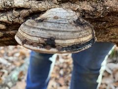 Phellinus igniarius