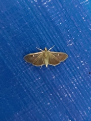 Phostria