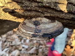 Phellinus igniarius