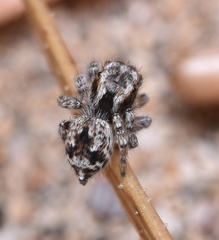 Maratus albus