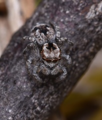 Maratus albus