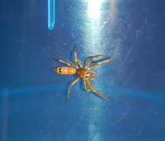 Cosmophasis bitaeniata