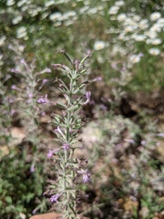 Hedeoma drummondii