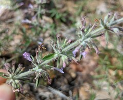 Hedeoma drummondii