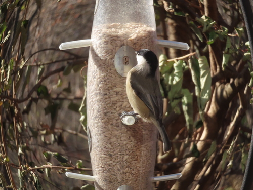 Carolina Chickadee photographed in Indiana