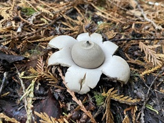 Geastrum
