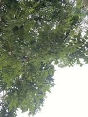 Celtis sinensis