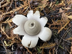 Geastrum