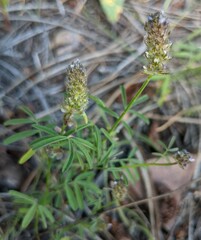 Dalea polygonoides