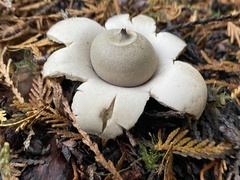 Geastrum