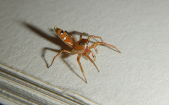 Cosmophasis bitaeniata