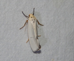 Ilemodes astriga