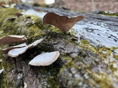Trametes pubescens