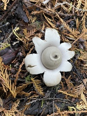 Geastrum