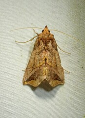 Pseudeva purpurigera