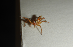 Cosmophasis bitaeniata