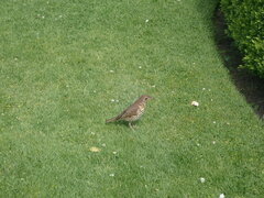 Turdus philomelos clarkei