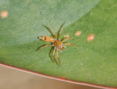 Cosmophasis bitaeniata