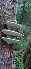 Fomitopsis ochracea