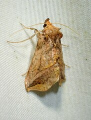 Pseudeva purpurigera