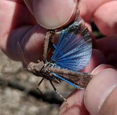 Trimerotropis cyaneipennis