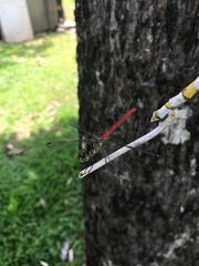 Lathrecista asiatica festa