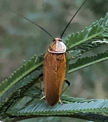 Ellipsidion