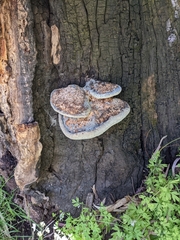 Laetiporus portentosus