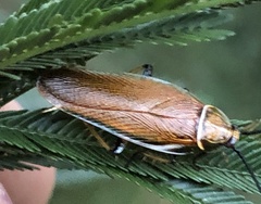 Ellipsidion
