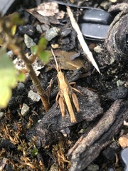 Phaulacridium marginale