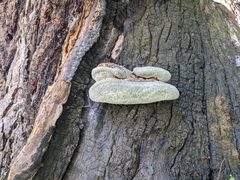 Laetiporus portentosus