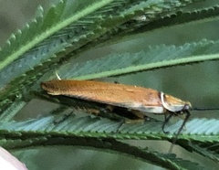 Ellipsidion