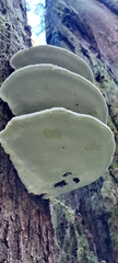 Fomitopsis ochracea