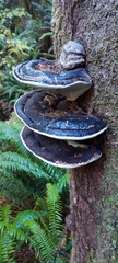Fomitopsis ochracea