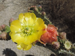 Opuntia leucotricha