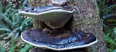 Fomitopsis ochracea