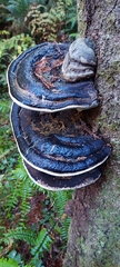 Fomitopsis ochracea