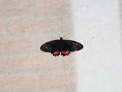 Parides erithalion polyzelus