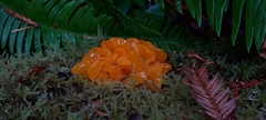 Dacrymyces chrysospermus