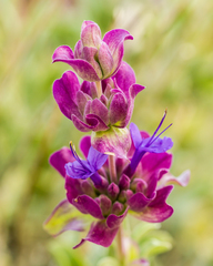 Salvia pachyphylla