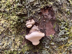 Fomitopsis